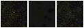 Missing file PGC1170050-custom-montage-FUVNUV.png