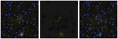 Missing file SDSSJ124042.09+054856.1-custom-montage-FUVNUV.png