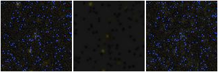 Missing file PGC042870-custom-montage-FUVNUV.png