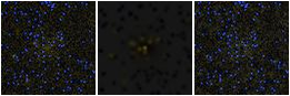 Missing file PGC042920-custom-montage-FUVNUV.png