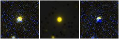 Missing file PGC043010-custom-montage-FUVNUV.png