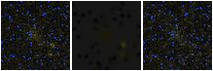 Missing file PGC1189866-custom-montage-FUVNUV.png