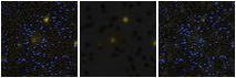 Missing file PGC1227738-custom-montage-FUVNUV.png