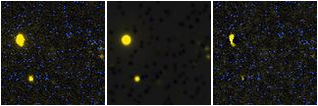 Missing file EVCC1194-custom-montage-FUVNUV.png