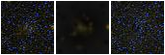Missing file PGC135809-custom-montage-FUVNUV.png