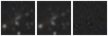 Missing file PGC1133831-custom-montage-W1W2.png