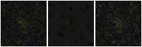 Missing file PGC135812-custom-montage-FUVNUV.png