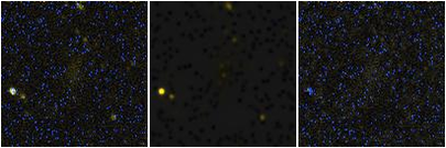 Missing file SDSSJ125504.03+074316.9-custom-montage-FUVNUV.png