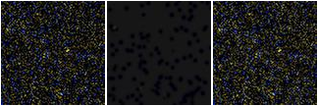 Missing file VFID3486-custom-montage-FUVNUV.png