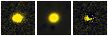 Missing file SDSSJ125736.51+091846.1-custom-montage-FUVNUV.png