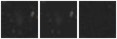 Missing file PGC166160-custom-montage-W1W2.png