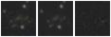 Missing file SDSSJ131637.29+431310.5-custom-montage-W1W2.png