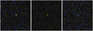 Missing file VFID6517-custom-montage-FUVNUV.png