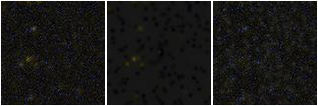 Missing file VFID6607-custom-montage-FUVNUV.png