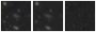 Missing file PGC169748-custom-montage-W1W2.png