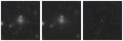 Missing file PGC048833-custom-montage-W1W2.png