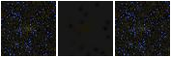Missing file SDSSJ134548.55+414443.5-custom-montage-FUVNUV.png
