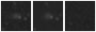 Missing file SDSSJ134754.45+361648.4-custom-montage-W1W2.png