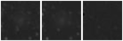 Missing file PGC049092-custom-montage-W1W2.png