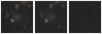 Missing file PGC166182-custom-montage-W1W2.png