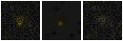 Missing file PGC2597819-custom-montage-FUVNUV.png