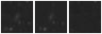 Missing file SDSSJ135005.10+574834.2-custom-montage-W1W2.png