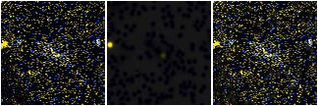 Missing file AGC238914-custom-montage-FUVNUV.png