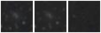 Missing file SDSSJ135212.37+400533.3-custom-montage-W1W2.png