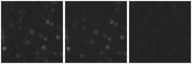 Missing file SDSSJ135218.63+375033.3-custom-montage-W1W2.png