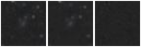Missing file AGC233571-custom-montage-W1W2.png