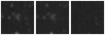 Missing file PGC2278603-custom-montage-W1W2.png