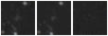 Missing file SDSSJ140432.07+511405.0-custom-montage-W1W2.png
