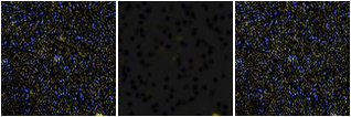 Missing file VFID2917-custom-montage-FUVNUV.png