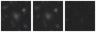 Missing file PGC050563-custom-montage-W1W2.png