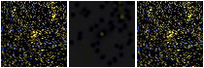 Missing file PGC2384052-custom-montage-FUVNUV.png