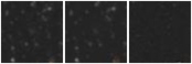 Missing file VFID1102-custom-montage-W1W2.png