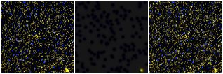 Missing file AGC749330-custom-montage-FUVNUV.png