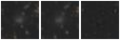 Missing file PGC050774-custom-montage-W1W2.png