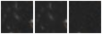Missing file SDSSJ141717.50+364131.7-custom-montage-W1W2.png