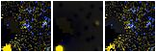 Missing file SDSSJ142122.31+350936.1-custom-montage-FUVNUV.png