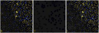 Missing file SDSSJ142156.58+162250.1-custom-montage-FUVNUV.png