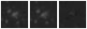 Missing file PGC099823-custom-montage-W1W2.png