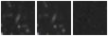 Missing file PGC140317-custom-montage-W1W2.png