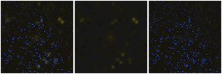 Missing file SDSSJ142632.37+331220.9-custom-montage-FUVNUV.png