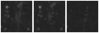 Missing file PGC091372-custom-montage-W1W2.png