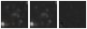 Missing file PGC2582809-custom-montage-W1W2.png