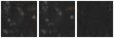 Missing file PGC166187-custom-montage-W1W2.png