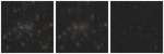 Missing file SDSSJ145444.70+310843.8-custom-montage-W1W2.png