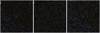 Missing file PGC1223766-custom-montage-FUVNUV.png