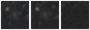 Missing file SDSSJ150233.03+015608.3-custom-montage-W1W2.png